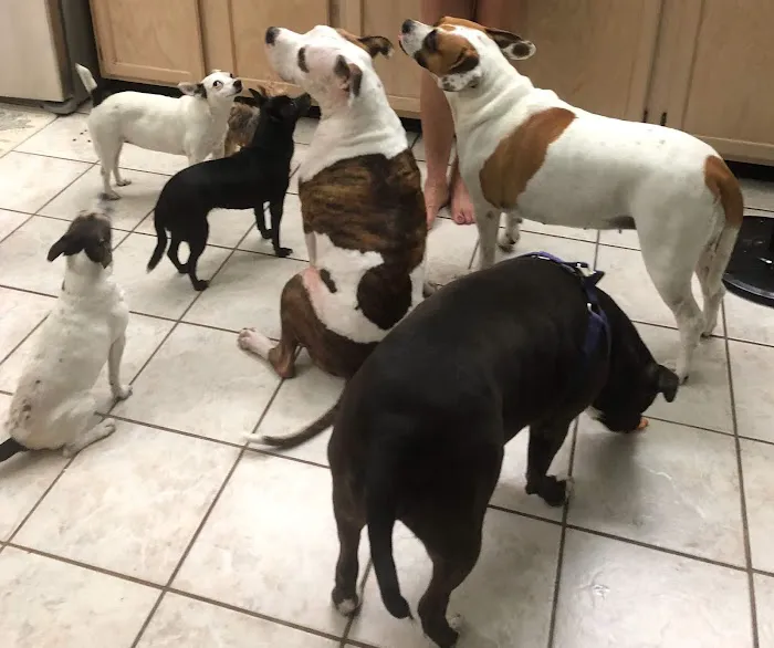Amelia Pointe Veterinary Services 7
