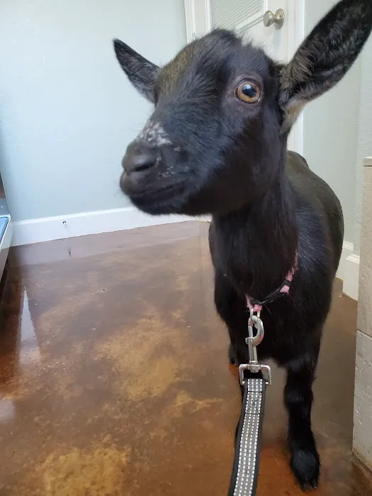 Amelia Pointe Veterinary Services 8
