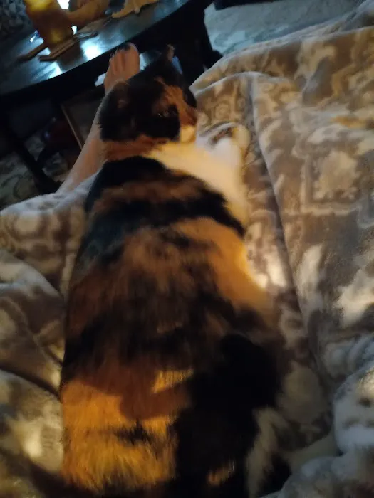 Amelia Pointe Veterinary Services 1