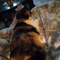 Amelia Pointe Veterinary Services ico