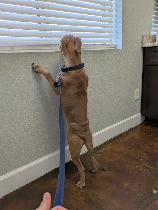 Amelia Pointe Veterinary Services 4