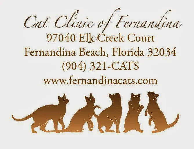 Cat Clinic of Fernandina 5