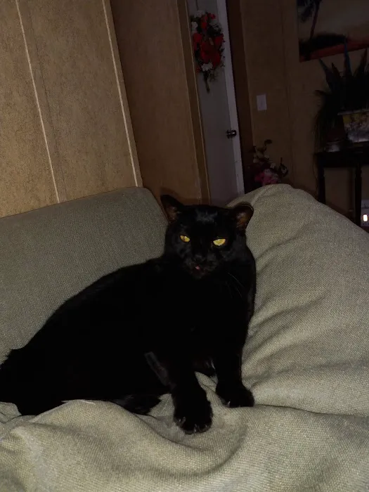 Cat Clinic of Fernandina 4