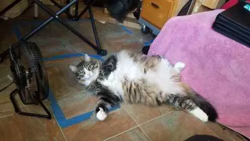 Cat Clinic of Fernandina 3