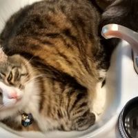 Cat Clinic of Fernandina ico