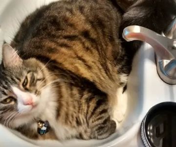 Cat Clinic of Fernandina