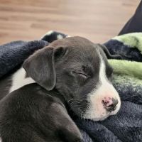 Robinson 24-Hour Veterinary Hospital ico