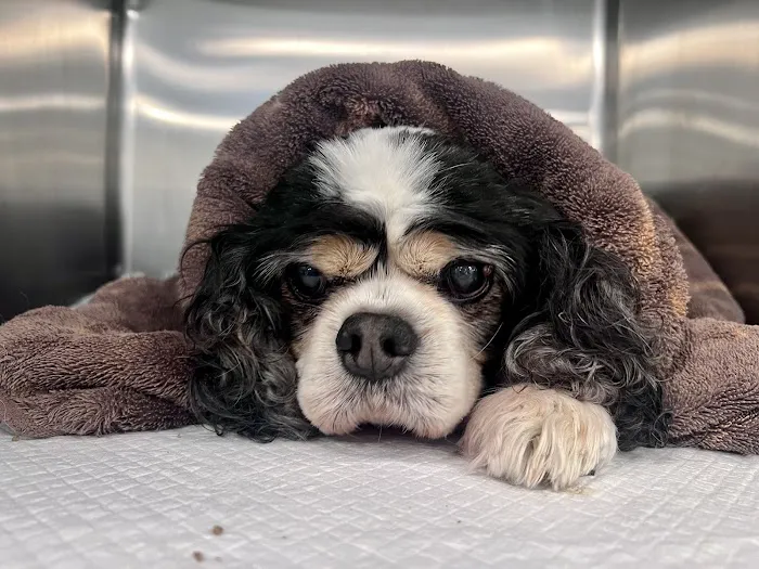 Robinson 24-Hour Veterinary Hospital 5