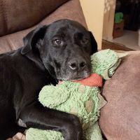 Full Circle Animal Hospital ico