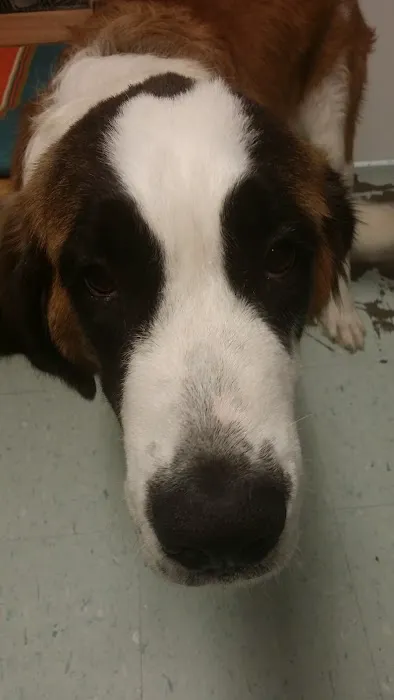 Animal Clinic of Nassau County 4