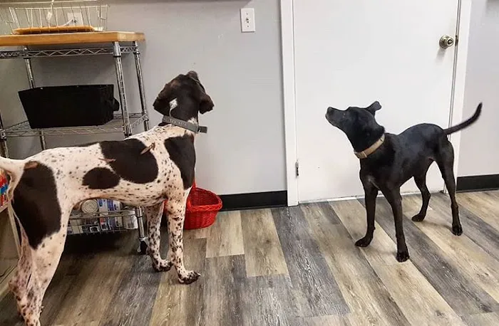 Animal Clinic of Nassau County 7