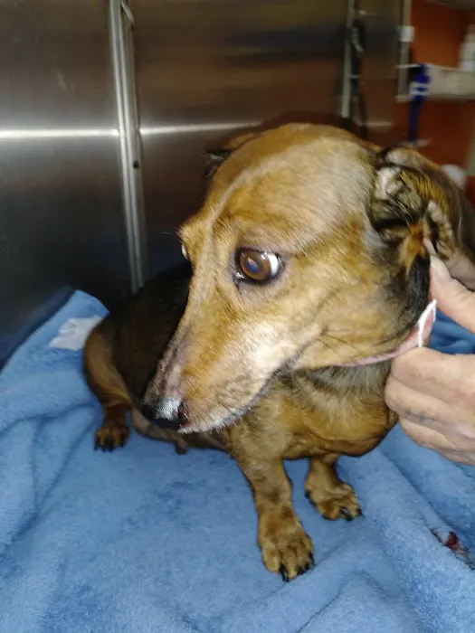 Callahan Animal Hospital 1