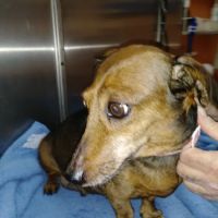 Callahan Animal Hospital ico