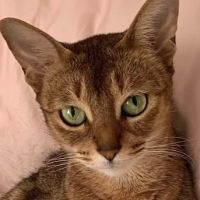 Hylan Animal Hospital ico