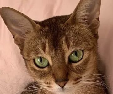Hylan Animal Hospital