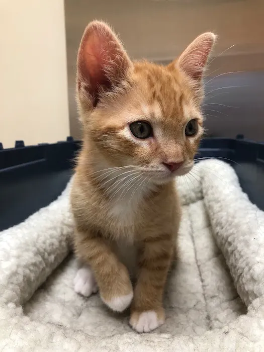 Hylan Animal Hospital 10