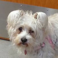 Lyons Vet Clinic ico