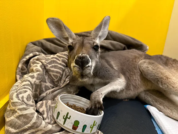 Aspen Companion & Exotics Animal Clinic 3