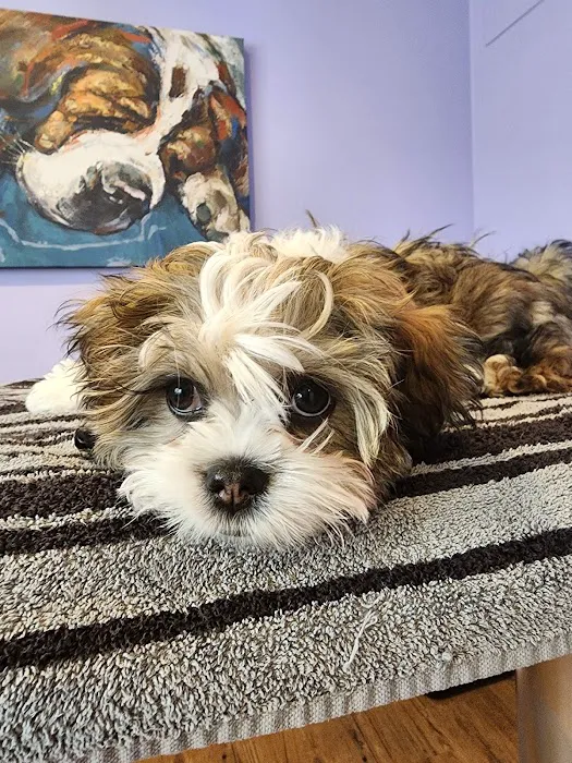 Aspen Companion & Exotics Animal Clinic 1