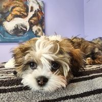 Aspen Companion & Exotics Animal Clinic ico
