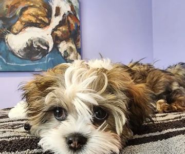 Aspen Companion & Exotics Animal Clinic