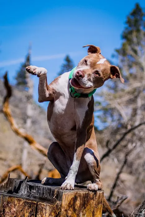 Aspen Companion & Exotics Animal Clinic 10