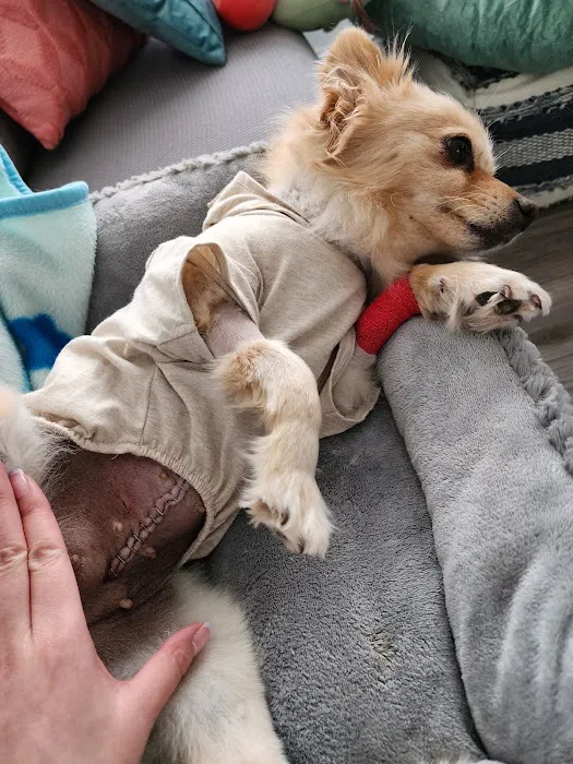 North Shore Animal Hospital 7