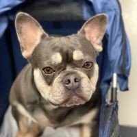 Pets in Motion Mobile Acupuncture ico