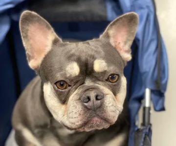Pets in Motion Mobile Acupuncture
