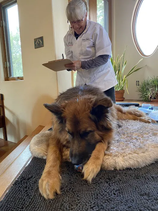 Pets in Motion Mobile Acupuncture 9