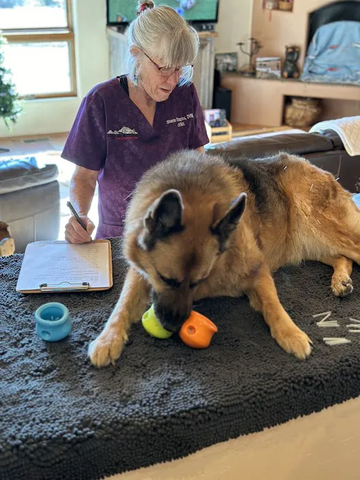 Pets in Motion Mobile Acupuncture 4