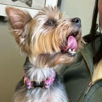 Worthington Animal Clinic ico