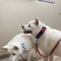 West Ridge Animal Hospital ico