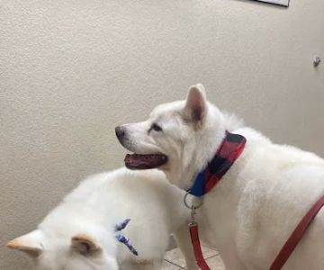 West Ridge Animal Hospital