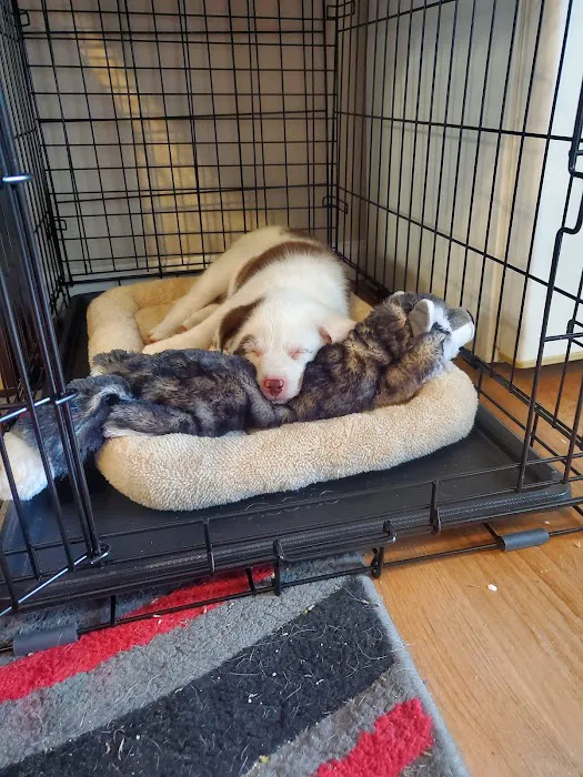 West Ridge Animal Hospital 9