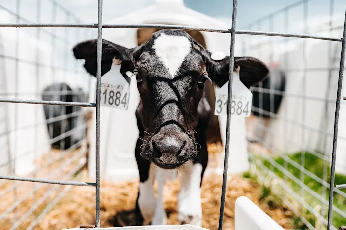 The Dairy Authority LLC 3