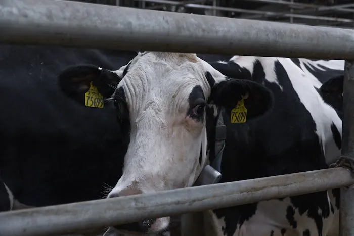 The Dairy Authority LLC 5