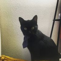 Four Seasons Veterinary Specialists ico