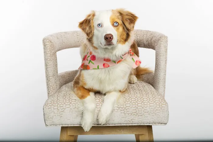 The Meadows Veterinary Center 4