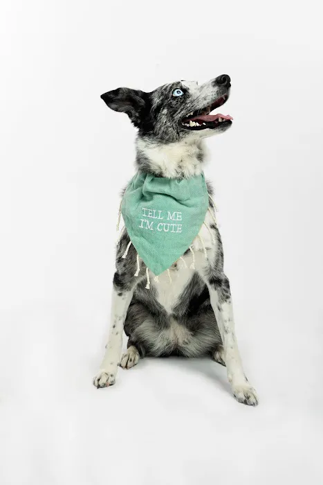 The Meadows Veterinary Center 3