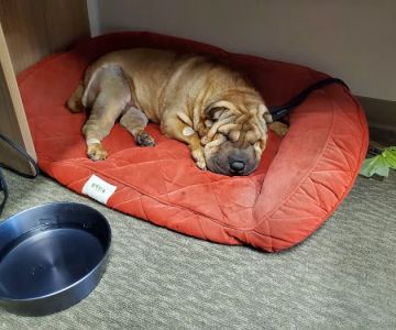 Royal Vista Veterinary Specialists