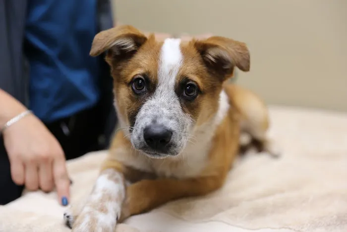 The Vets Animal Hospital 1