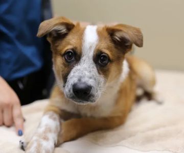The Vets Animal Hospital