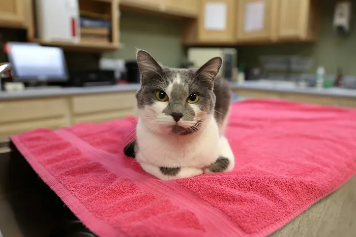The Vets Animal Hospital 2