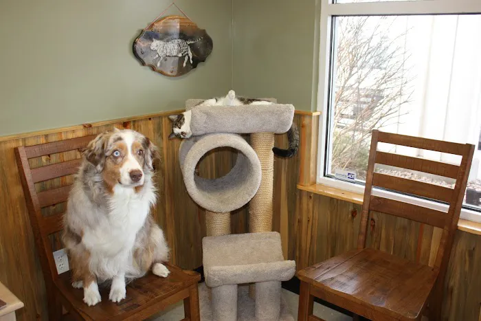 The Vets Animal Hospital 10
