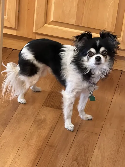 Mountainwood Pet Hospital 1