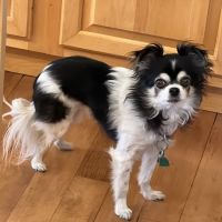 Mountainwood Pet Hospital ico