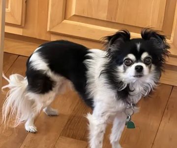 Mountainwood Pet Hospital