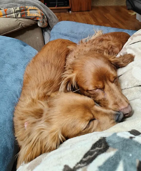 Mountainwood Pet Hospital 4