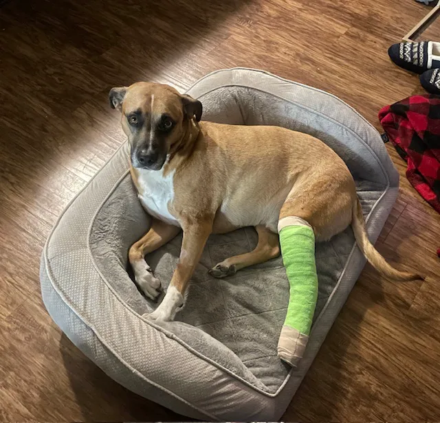 Spire Canine Orthopedics (formerly Spire Veterinary Surgery) 3